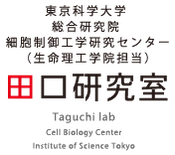 東京工業大学 科学技術創成研究院 細胞制御工業研究センター（生命理工学院担当）田口研究室