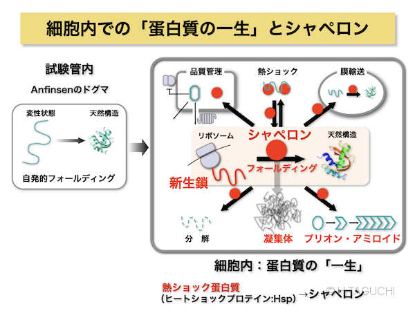 分子 シャペロン と は