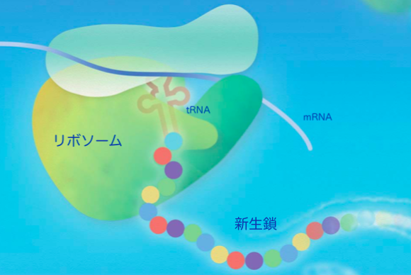 新生鎖の生物学